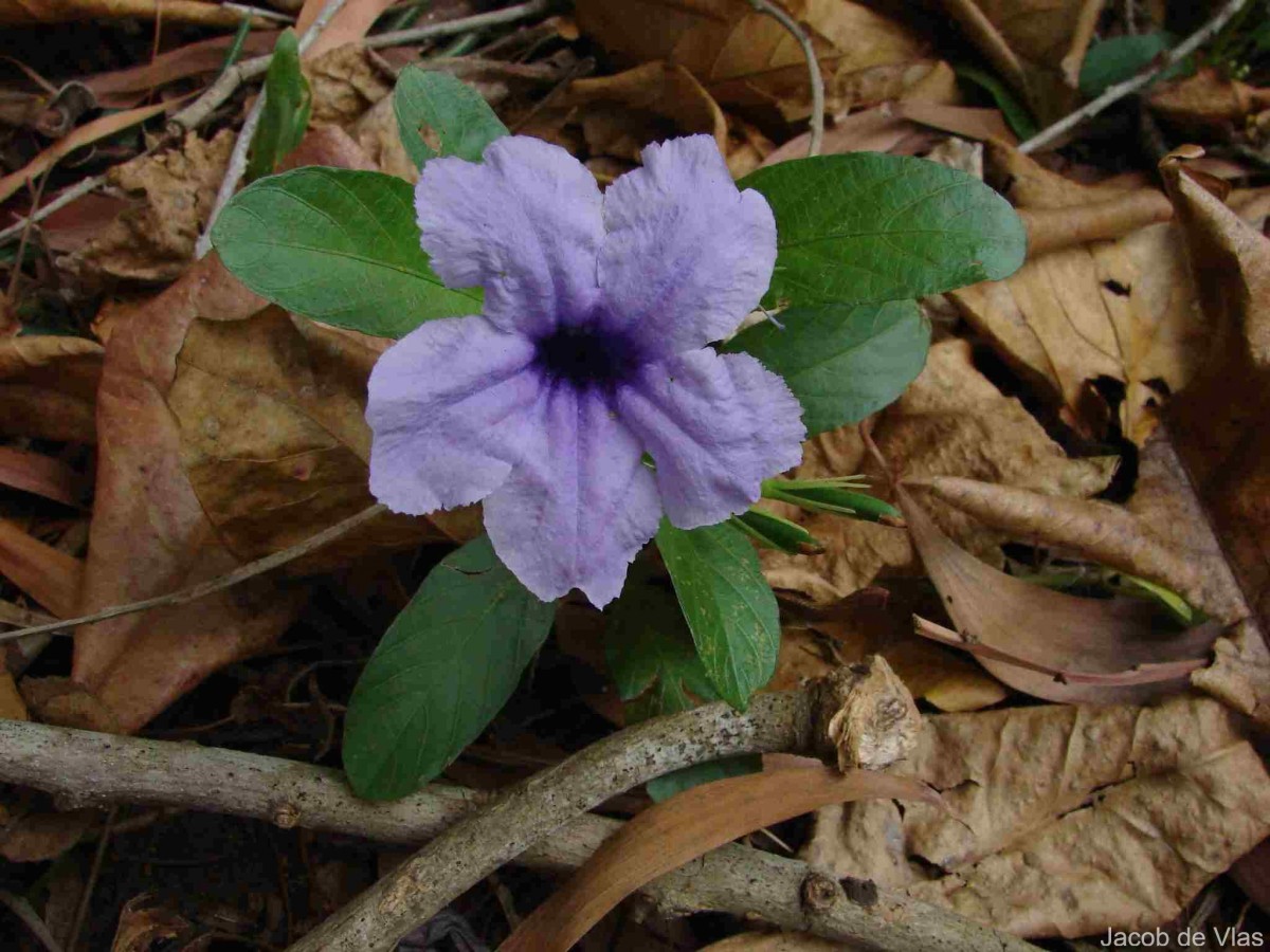 Ruellia tuberosa L.